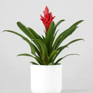 Plantas aromáticas