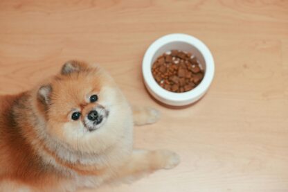 Taste of the Wild High Prairie Bisonte pienso para cachorros - Imagen 2