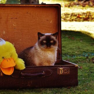 Imagen del peluche Pato amarillo Soleado metido en una maleta junto a un gato