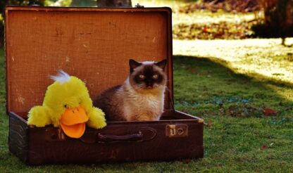 Imagen del peluche Pato amarillo Soleado metido en una maleta junto a un gato