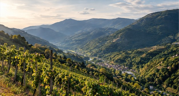 Viñedos en terrazas sobre las laderas de un valle de montaña en Cangas, rodeados de vegetación y montañas al fondo.