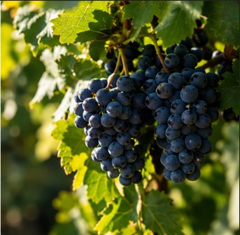 Primer plano de un racimo de uvas negras maduras entre las hojas de una vid, iluminado por la luz natural.