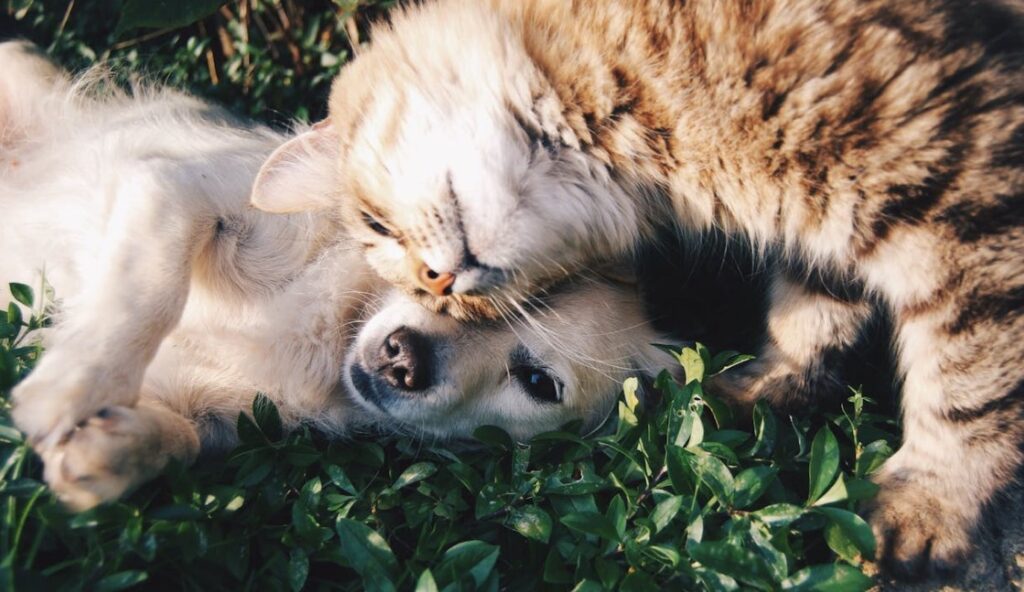 Cuidado de mascotas sin hogar blog con un Perro y gato 